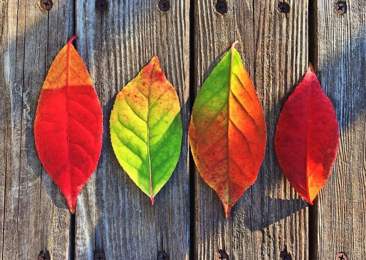 couleurs saison