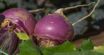 Navet : préparer les navets et cuisson