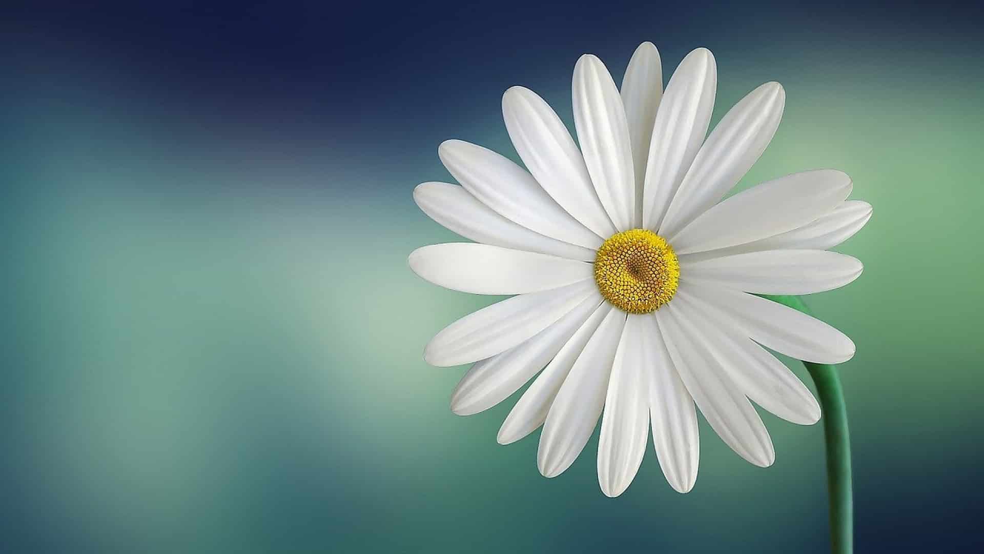 Comment augmenter la durée de vie de votre bouquet de fleurs ?