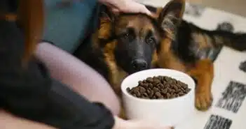 croquettes pour chien