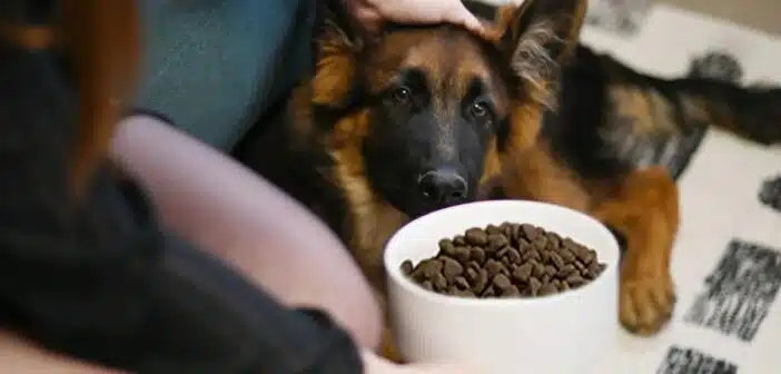 croquettes pour chien