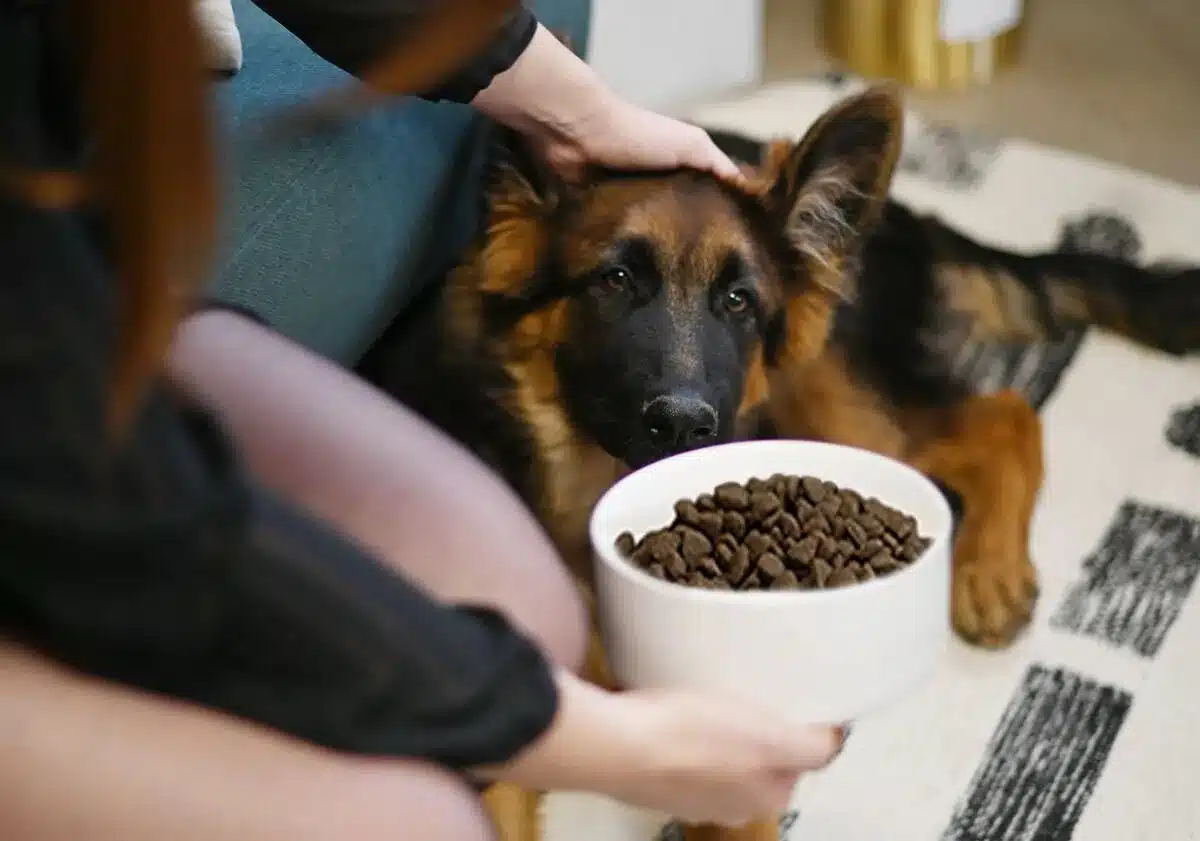 croquettes pour chien